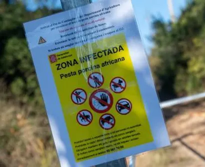 Pesta porcina africana - Comunicat CMMollet